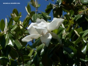 Magnolia grandiflora - blossom & foliage